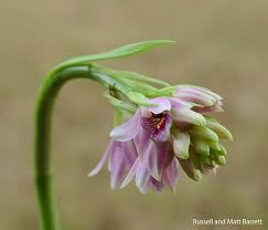 Image result for Eulophia eylesii