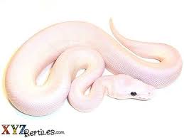 Baby Blue Eyed Leucistic Ball Python Pythons For Sale Ball Python Snakes For Sale
