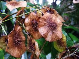 Image result for Pterocarpus