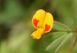 Image result for Smithia