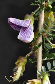 Image result for Ormocarpum trichocarpum