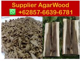 48 results for agarwood seeds. Super King Agarwood Price Supplier 62 857 6639 6781 Whatsapp Ag