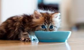 You will see some progression on kittens feeding when they finally reach at least 10 weeks. How Much To Feed A Kitten Kitten Feeding Chart Purina