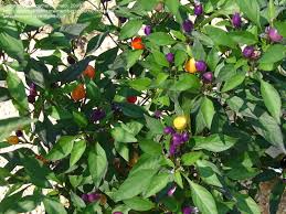 The peppers start out a brilliant purple and turn yellow to orange to red. Plantfiles Pictures Capsicum Chile Pepper Bolivian Rainbow Capsicum Annuum By Drdoolotz
