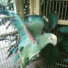 Bambang Saputra Di Instagram Dyh Amazone Want To Fly Amazoneparrot Amazone Parrots Parrot Parbeng Kakatua Cockatoo Jualanku Jualan Parrot Birds Bird