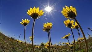 Study How Plant Responses To Stimuli Phototropism And Apoptosis Biology Plants Plants Biology