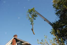 Tree Removal Company Chevy Chase, MD - Takoma Tree Experts, LLC