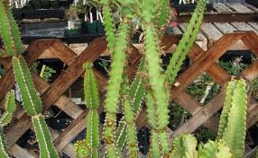 Image result for Euphorbia persistentifolia