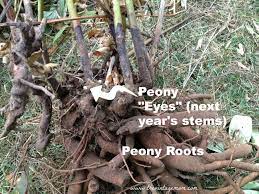 This is the most suitable time when peonies can be transplanted without harm to the flower. Transplanting Peonies Quick And Easy Tips Video The Vintage Mom Growing Peonies Peonies Garden Planting Peonies