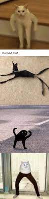Of course, he did not leave her in trouble and decides to help her. Cursed Cat Images Imgflip