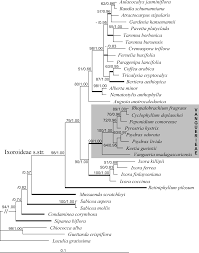 Image result for Bertiera aethiopica