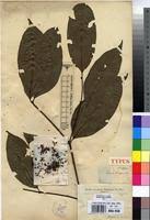 Image result for Psydrax parviflora