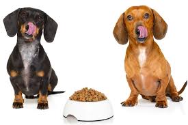 Dach means badger and hund means dog. What Do Dachshunds Eat I Love Dachshunds