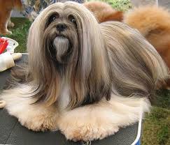 Black And Brown Large Dog Breeds Lhasa Apso Color Any Combination Of Black White Brown Sandy Slate Smoke Honey Golden Dark And Grizzle Height Lhasa Apso Puppies Lhasa Apso Lhasa