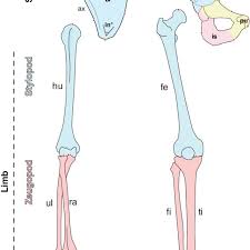 By tightening and relaxing, the skeletal muscles create movement. 1 Appendicular Skeletal Anatomy Primate Appendages Consist Of A Download Scientific Diagram