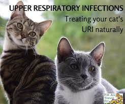 Natural Ways To Treat Your Cat S Upper Respiratory Infection Upper Respiratory Infection Cats Respiratory Care