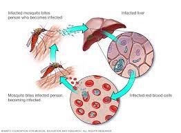 It is manifested by fever along with chills and rigors. Malaria Symptoms And Causes Mayo Clinic