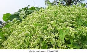 Image result for Mikania