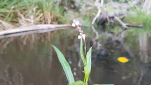 Image result for Echinochloa pyramidalis