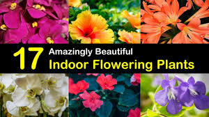 Perennialflower #permanentflower #bestflowerplants #flowers that #bloom #all_year 18 flowers that bloom all year round. 17 Amazingly Beautiful Indoor Flowering Plants