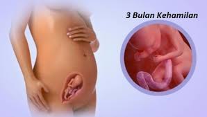 Ibu hamil sudah merasa nyaman dengan kehadiran janin di dalam rahim. Perkembangan Janin Usia 3 Bulan Bidan Sela Terdekat Di Margaasih