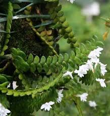Image result for Angraecum moandense