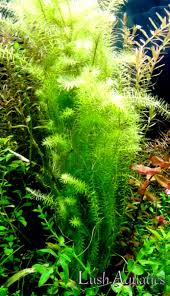 Image result for Mayaca