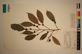 Image result for Trilepisium madagascariense