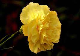 Yellow Carnation Flower Pic Best Flower Wallpaper