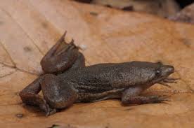 It eats crustaceans, small fish, worms and other invertebrates. Skin Grows Over Fertilized Eggs Biological Strategy Asknature