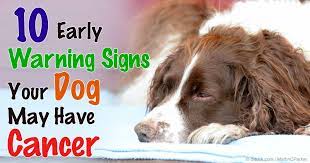 Symptoms of throat cancer (chondrasarcoma) in dogs a pet with throat cancer will exhibit signs that will definitely indicate a problem. The Role Of Genetics In Dog Cancer