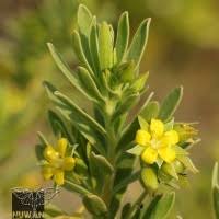 Image result for Surianaceae