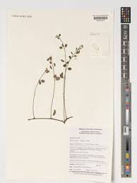 Image result for Helinus integrifolius