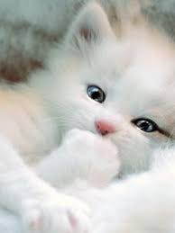 Black And White Persian Cat With Blue Eyes Here S Hypno Kitty With Images Cute Animals Kittens Cutest Cats And Kittens