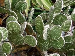 Their root system is very shallow, drinking up ephemeral rainwater. How Does A Cactus Survive In The Desert Quora