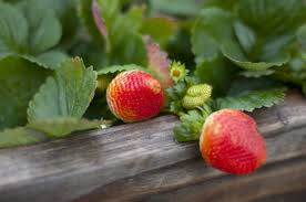Using a heavy stream of water, thoroughly wash off the soap and other foreign matter from the herbs. Q A Here S The Best Way To Keep Worms Out Of Your Strawberries The Seattle Times