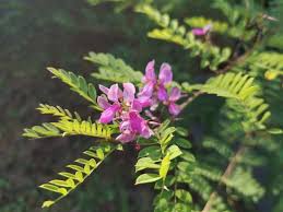 Image result for Indigofera hedyantha