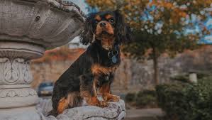 Black And Tan Cocker Spaniel Puppies For Sale Scotland Top 32 Small Dogs Who Make Good Apartment Dogs Apartment Dogs Best Apartment Dogs Best Small Dog Breeds