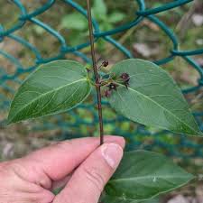 Image result for Vincetoxicum cernuum