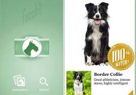 New App Uses Artificial Intelligence To Identify Dogs By Breed – American  Kennel Club