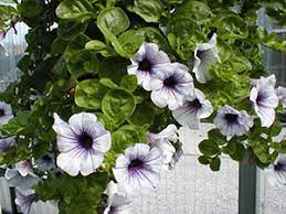 The seeds germinate, grow into seedlings, mature and flower. Annual Flowering Plants University Of Florida Institute Of Food And Agricultural Sciences