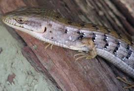Check spelling or type a new query. Southern Alligator Lizard Elgaria Multicarinata