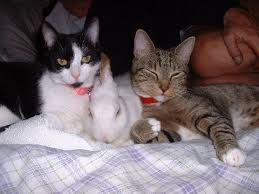 Whether you find a nest of orphaned babies, which are also called kittens, or your pet rabbit has rejected her babies, you may need. Cats And Rabbits