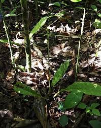 Image result for Oeceoclades maculata × quadriloba