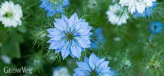 Easy annuals such as sunflowers and zinnias are simple to start from seed, perennials require little care and return year after year, and bulbs are practically foolproof when planted properly. 10 Quick Blooming Flowers To Grow From Seed