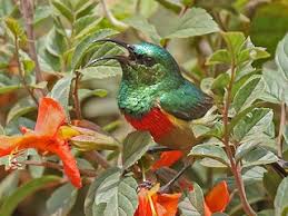 Image result for Bridelia brideliifolia