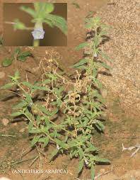 Image result for Anticharis