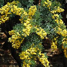 Image result for Acacia karroo