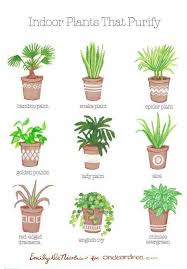 Air Purifying House Plants Best Air Purifying Plants Plants Indoor Plants