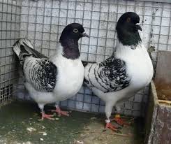 Strasser Pigeon Black Checkered Paloma Aves Pales